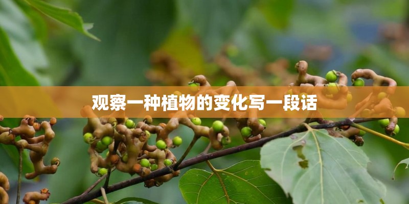 观察一种植物的变化写一段话