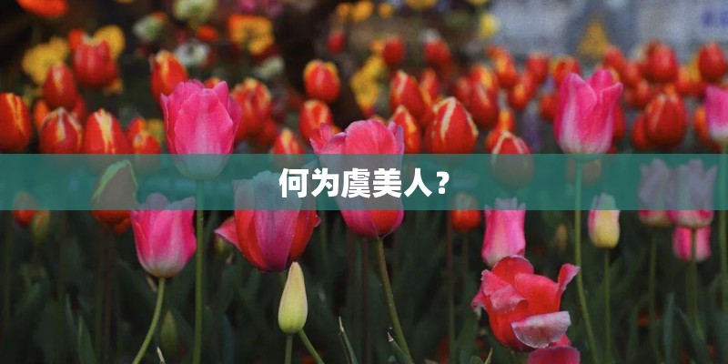 何为虞美人？