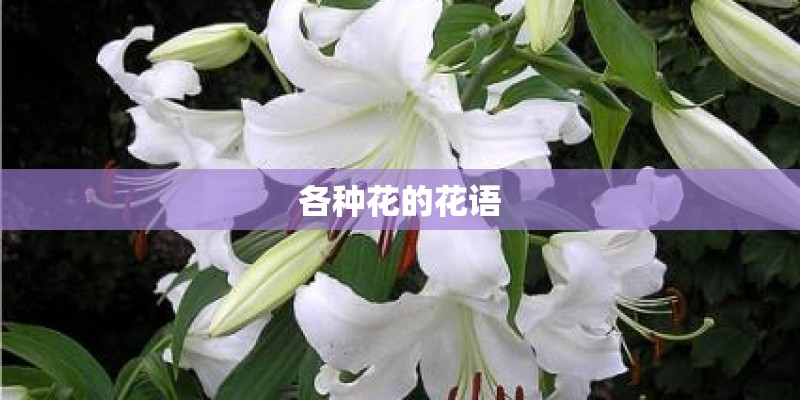 各种花的花语