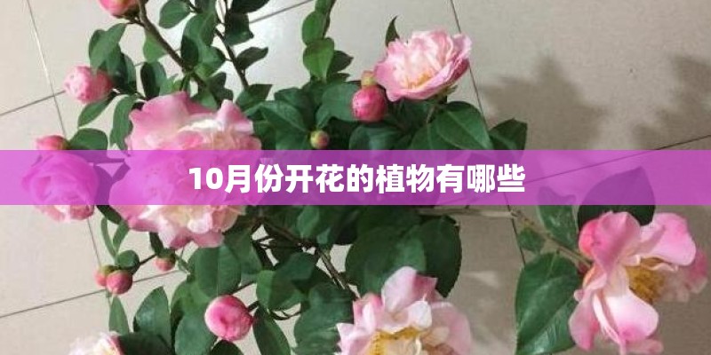 10月份开花的植物有哪些