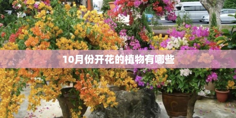 10月份开花的植物有哪些