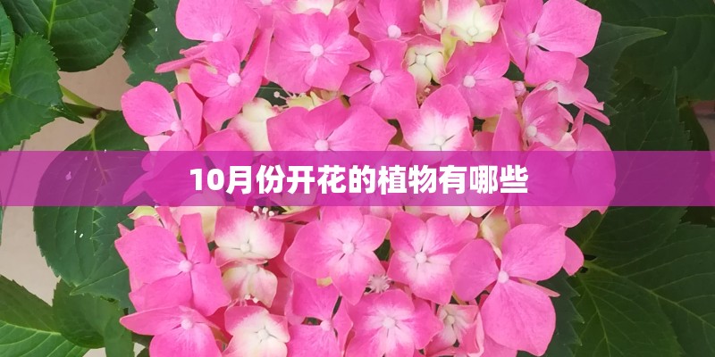 10月份开花的植物有哪些