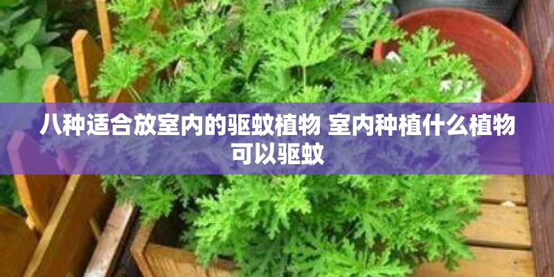 八种适合放室内的驱蚊植物 室内种植什么植物可以驱蚊