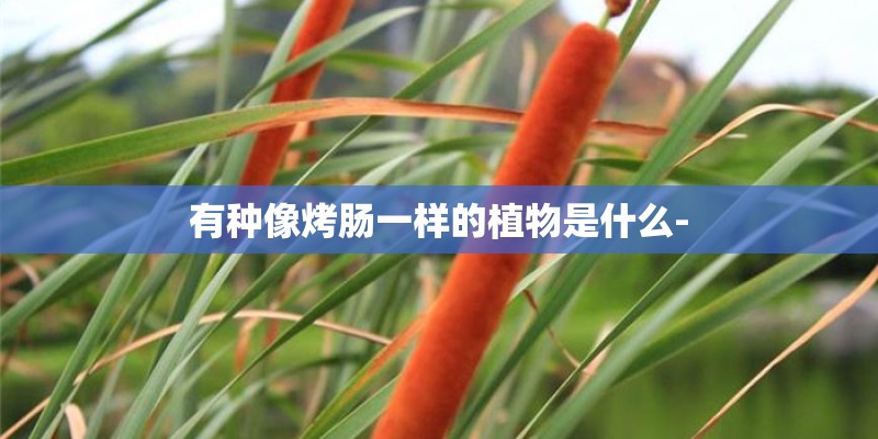 有种像烤肠一样的植物是什么-