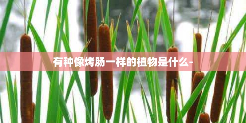 有种像烤肠一样的植物是什么-