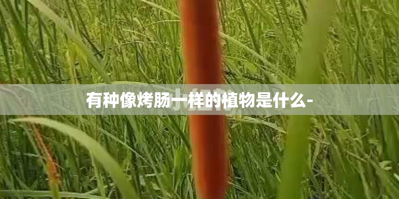 有种像烤肠一样的植物是什么-