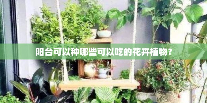 阳台可以种哪些可以吃的花卉植物？
