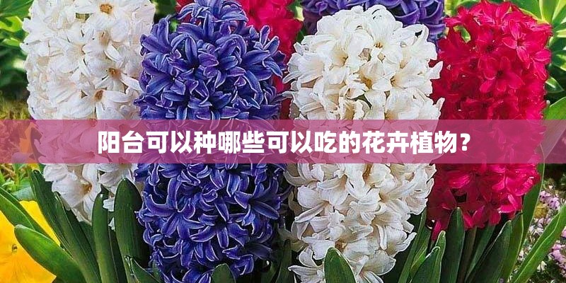 阳台可以种哪些可以吃的花卉植物？