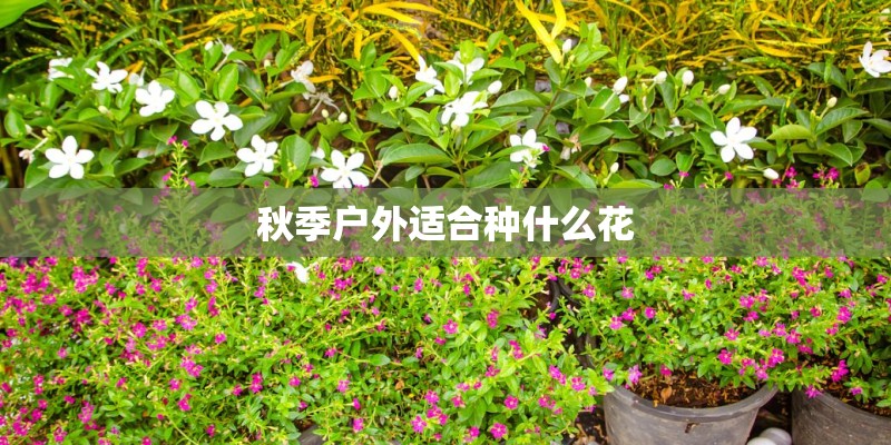 秋季户外适合种什么花