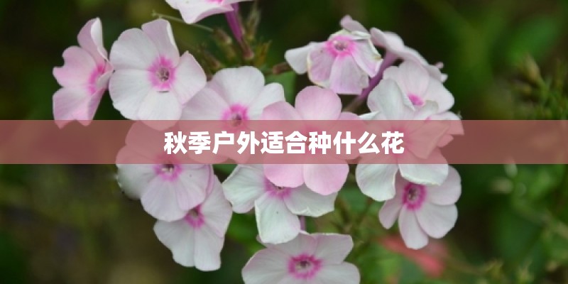 秋季户外适合种什么花