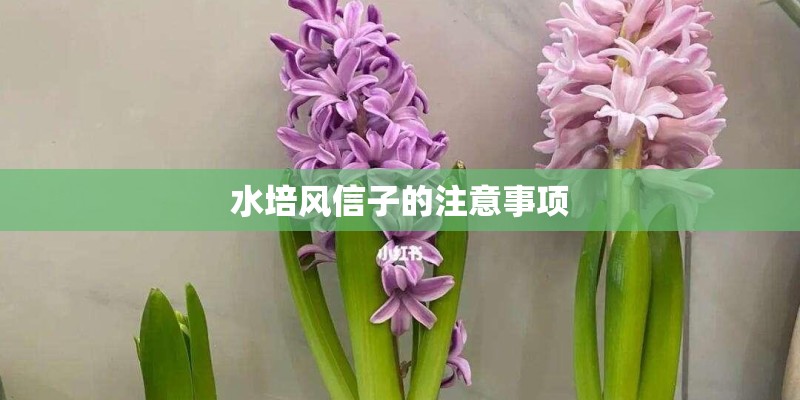 水培风信子的注意事项
