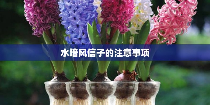 水培风信子的注意事项