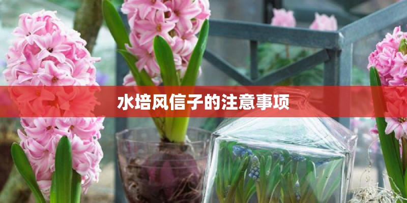 水培风信子的注意事项