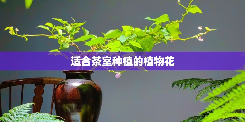 适合茶室种植的植物花