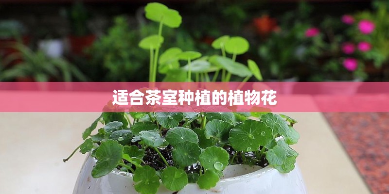 适合茶室种植的植物花
