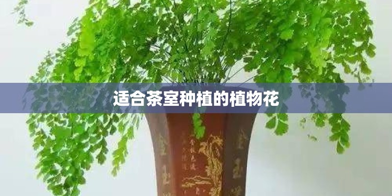 适合茶室种植的植物花