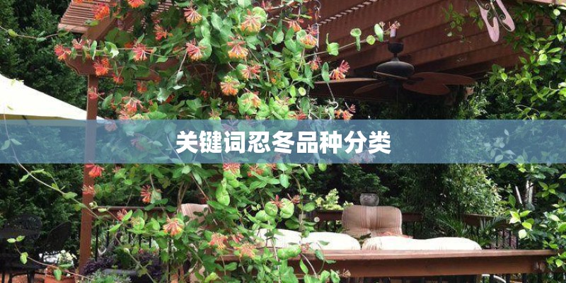 关键词忍冬品种分类