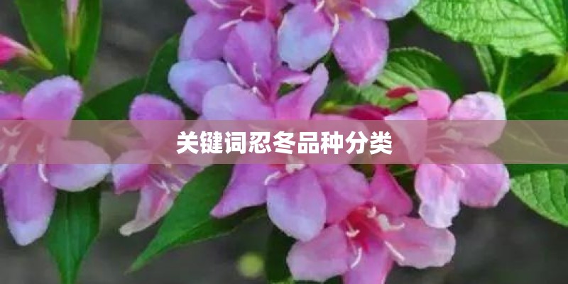 关键词忍冬品种分类