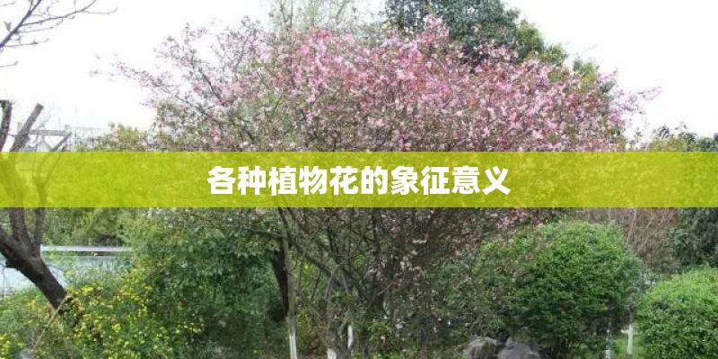各种植物花的象征意义