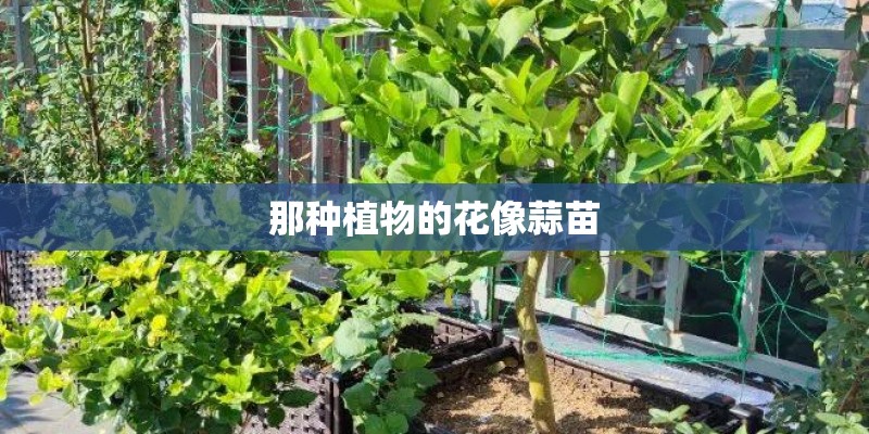 那种植物的花像蒜苗