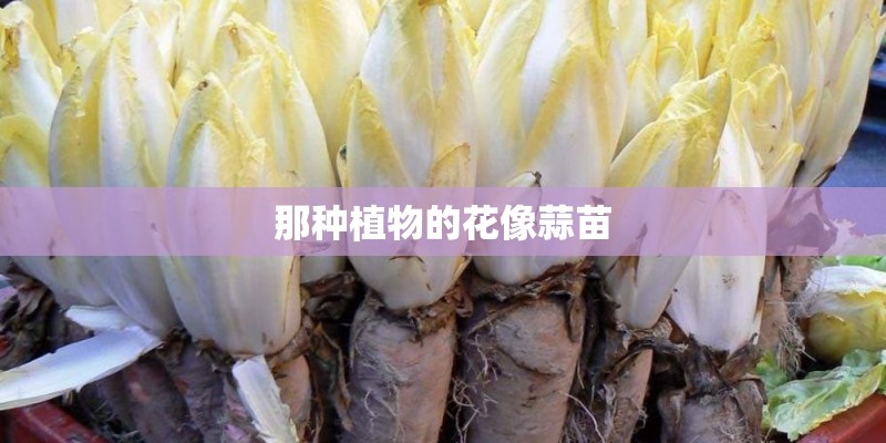 那种植物的花像蒜苗