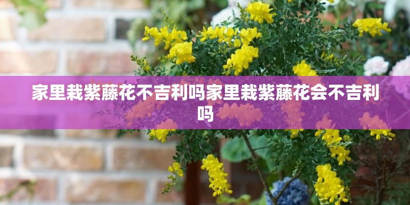 家里栽紫藤花不吉利吗家里栽紫藤花会不吉利吗