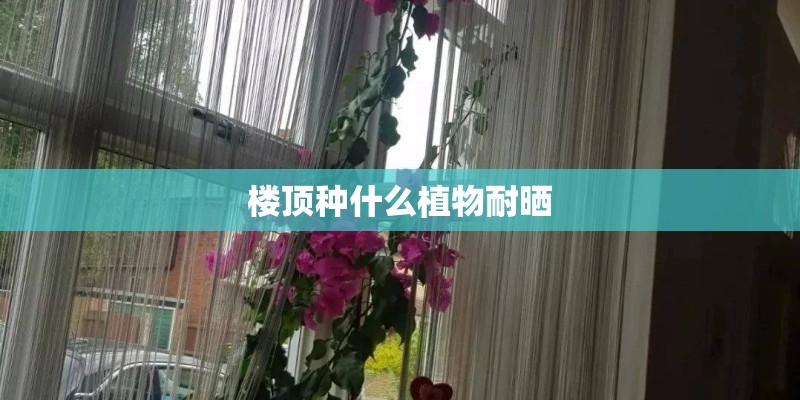 楼顶种什么植物耐晒