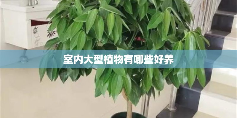 室内大型植物有哪些好养