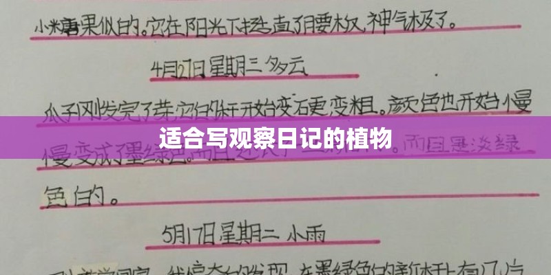 适合写观察日记的植物