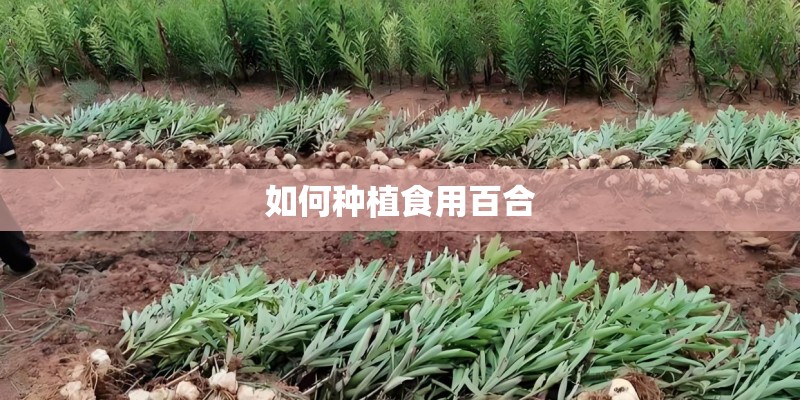 如何种植食用百合