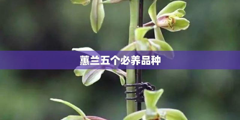 蕙兰五个必养品种