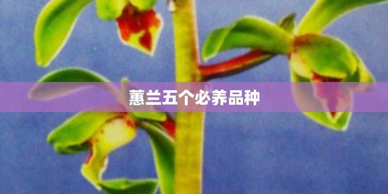 蕙兰五个必养品种
