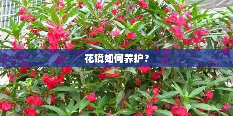 花镜如何养护？