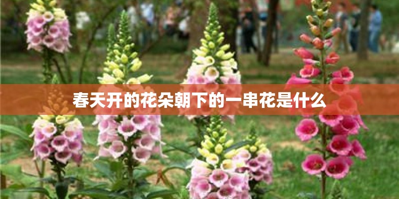 春天开的花朵朝下的一串花是什么