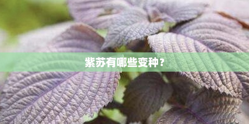 紫苏有哪些变种？