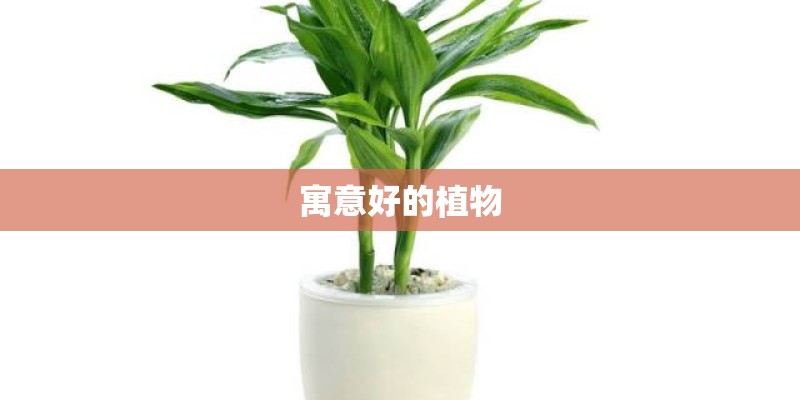 寓意好的植物