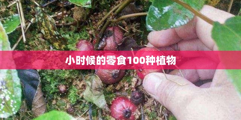 小时候的零食100种植物