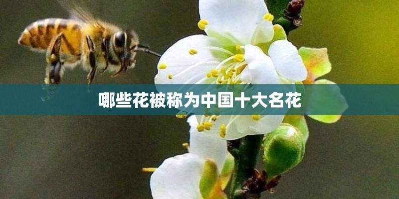 哪些花被称为中国十大名花