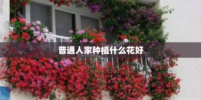 普通人家种植什么花好