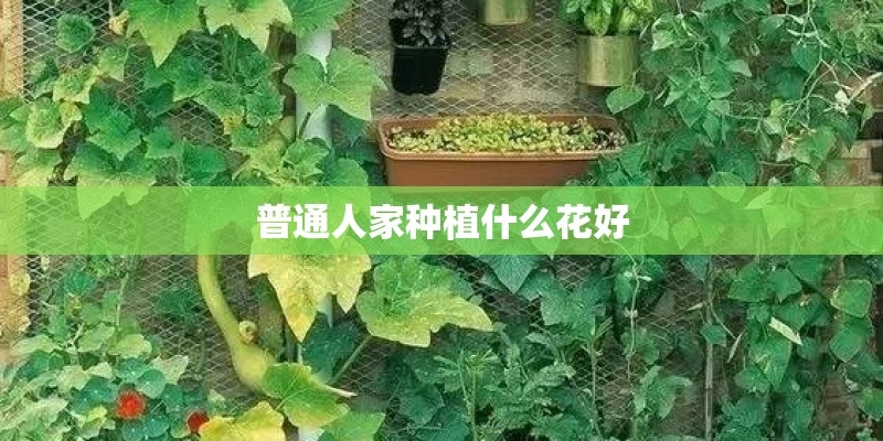 普通人家种植什么花好