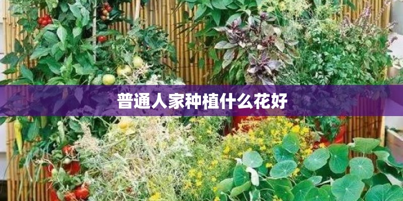 普通人家种植什么花好