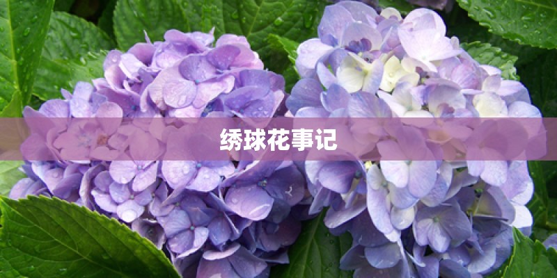 绣球花事记