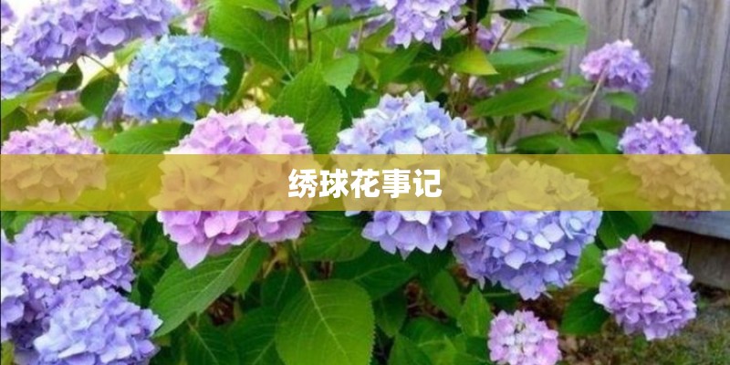绣球花事记