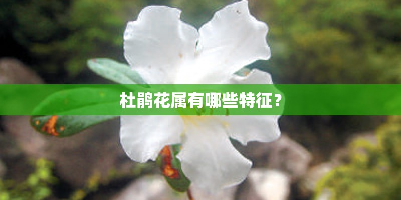 杜鹃花属有哪些特征？