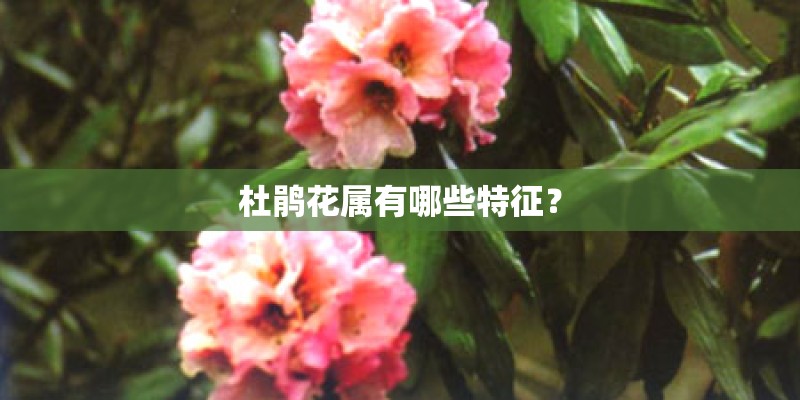 杜鹃花属有哪些特征？