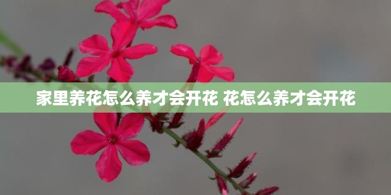 家里养花怎么养才会开花 花怎么养才会开花