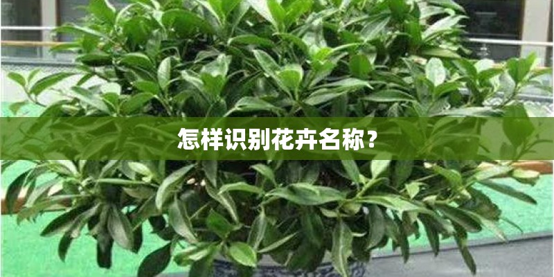怎样识别花卉名称？