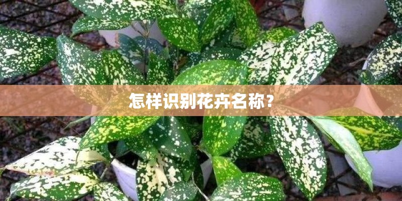 怎样识别花卉名称？