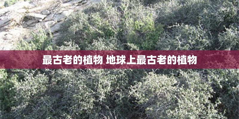 最古老的植物 地球上最古老的植物