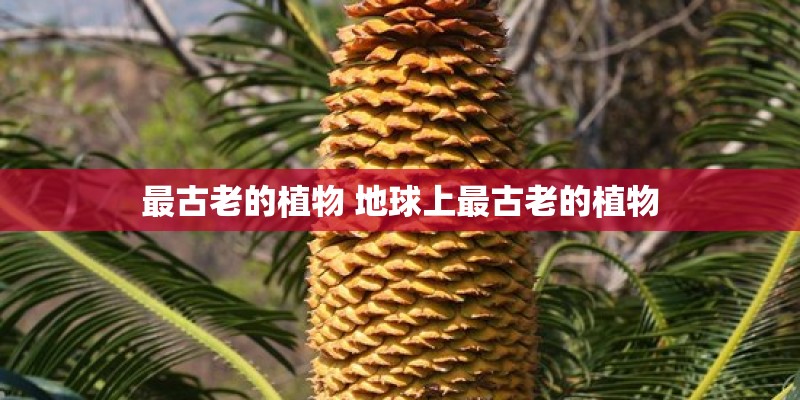 最古老的植物 地球上最古老的植物
